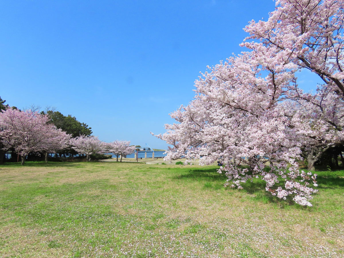 お花見プラン ヘミングウェイだけの特別