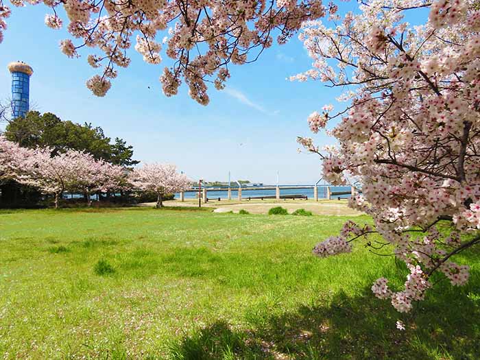 大阪北港マリーナの桜