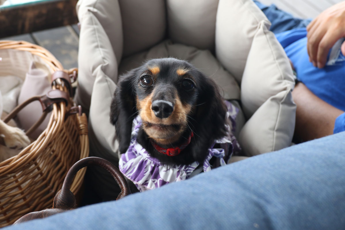 営業時間のお知らせ